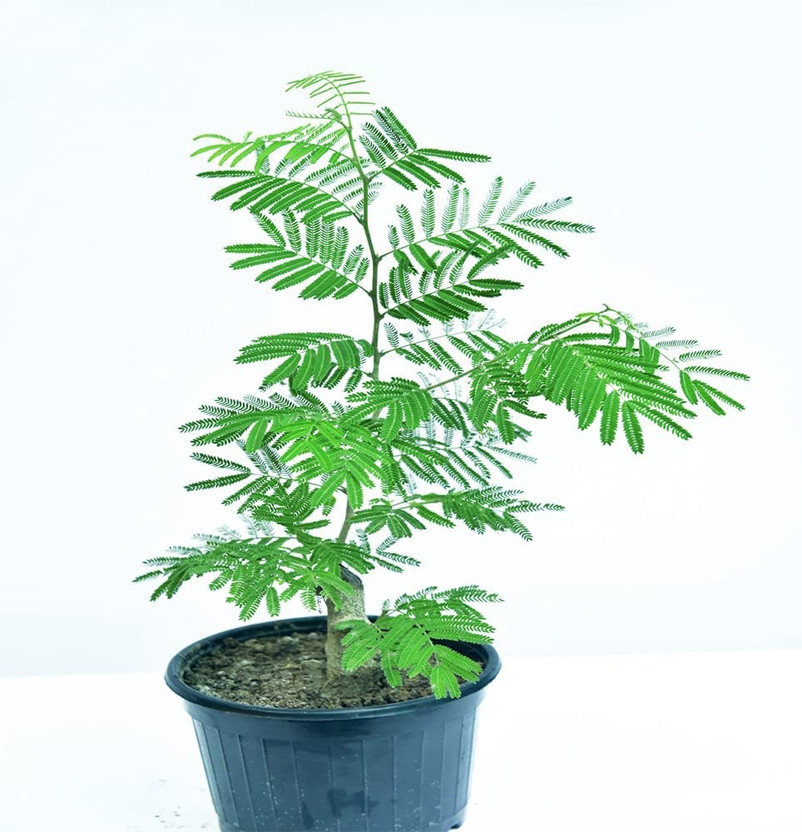 Natural needs Shami/Jand Plant(Hybrid, Pack of 1)
