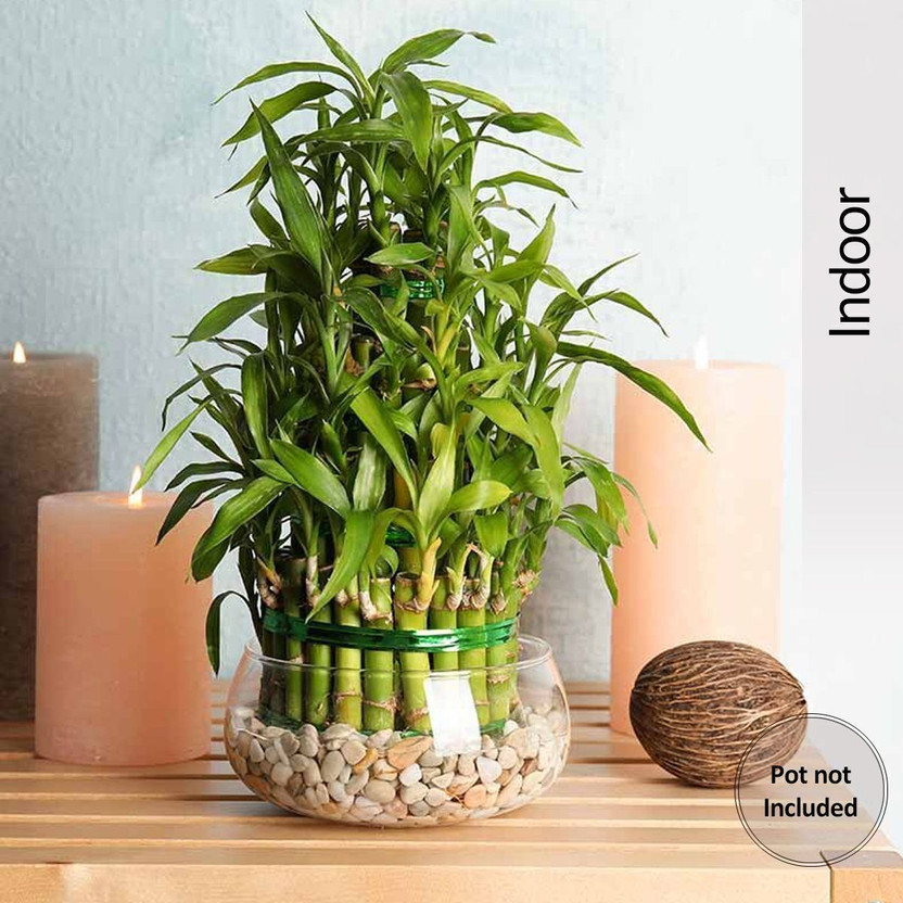 BloomShadow Lucky Bamboo Plant(Pack of 1)