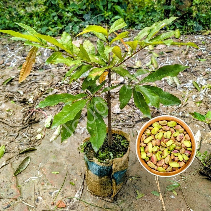 PetalPath Pistachio Plant(Hybrid, Pack of 1)