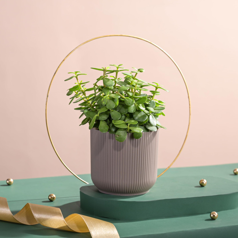 UGAOO Jade Plant(Hybrid, Pack of 1)