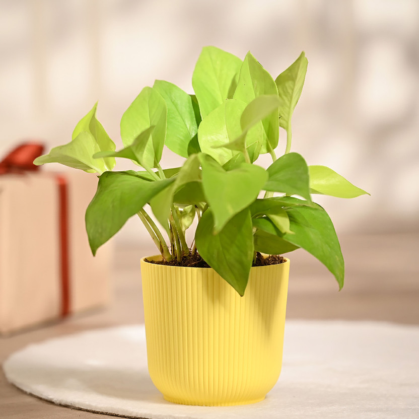 UGAOO Golden Money Plant(Pack of 1)