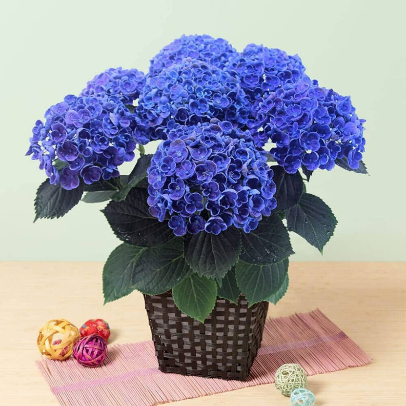 AloGardening Hydrangea Plant(Hybrid, Pack of 1)