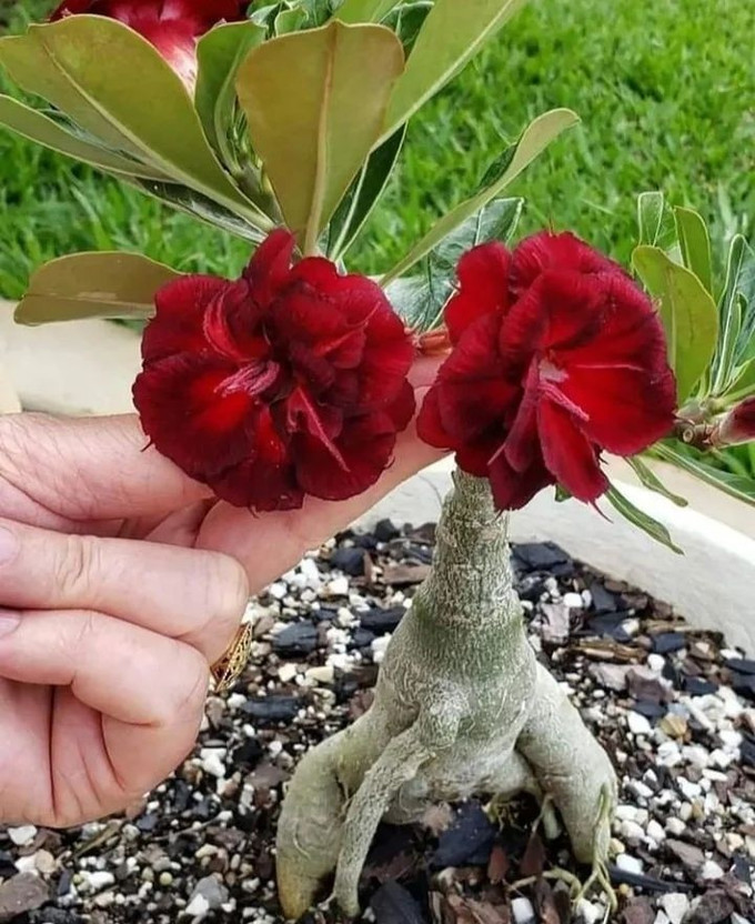 PEEPALSFARM Adenium Plant(Hybrid, Pack of 1)