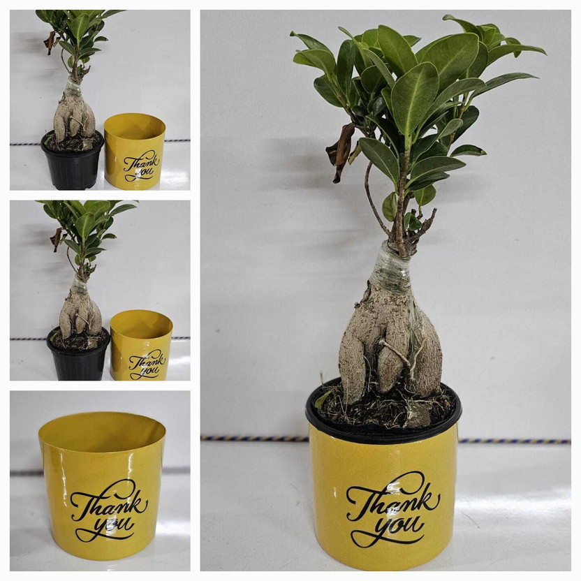 R.R.V. International Ficus Bonsai(Pack of 1)