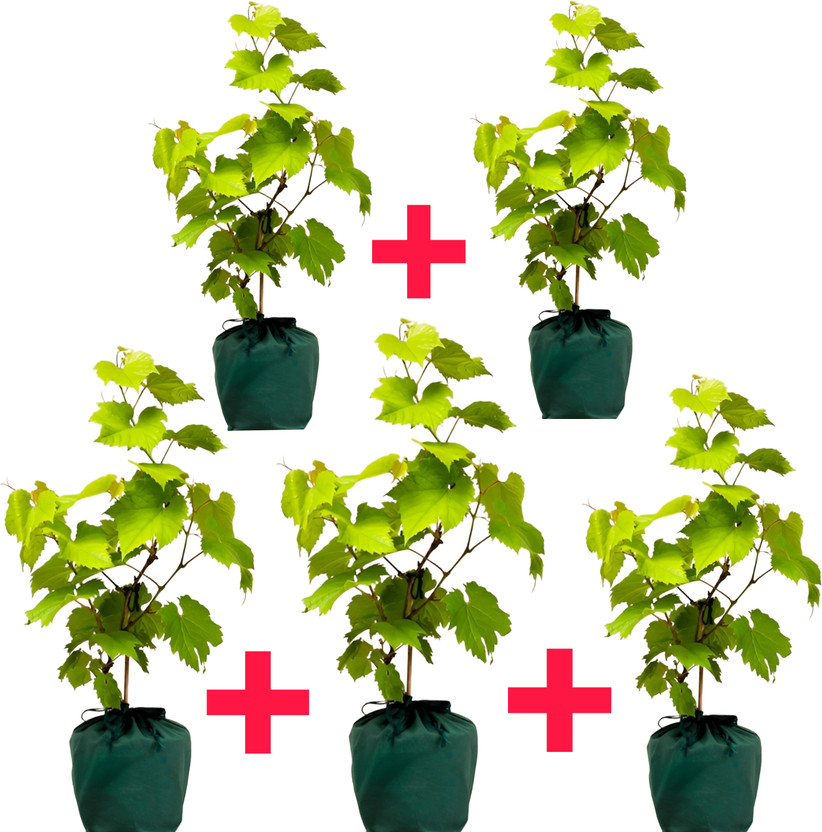 SPYPL Grapes Plant(Hybrid, Pack of 5)