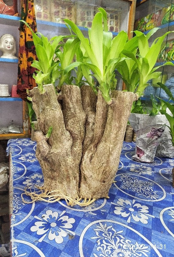 ARYAN EVERGREEN Dracaena Plant(Hybrid, Pack of 2)