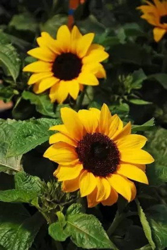 NatureArea Sunflower Plant  sapling(Hybrid, Pack of 1)