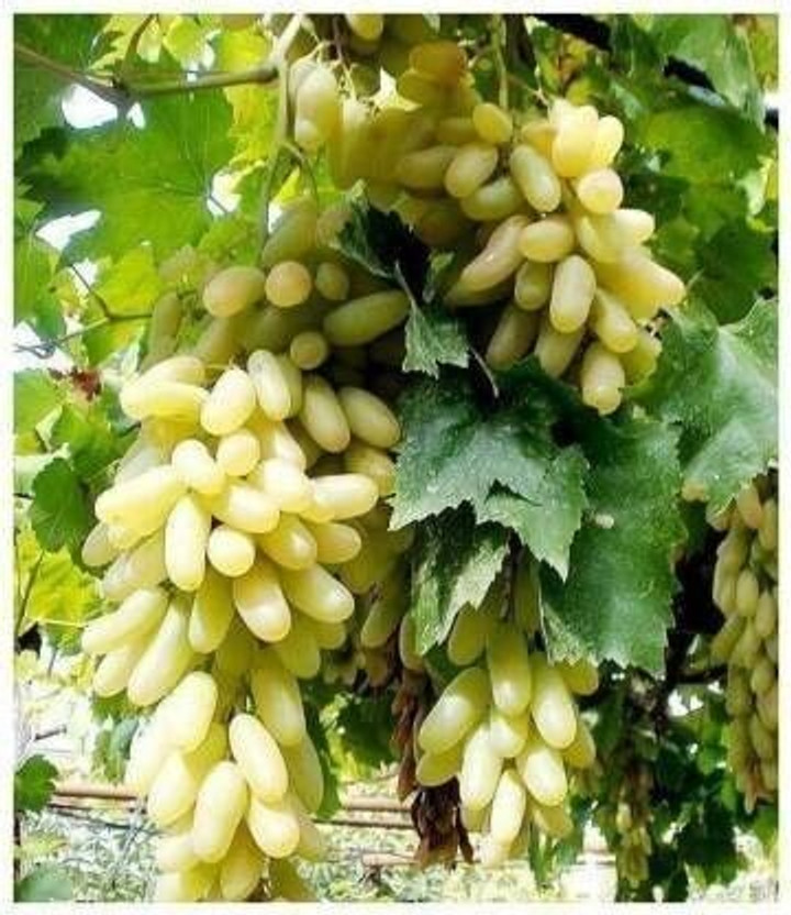 SHREYAGREEN Grapes Plant  sapling(Hybrid, Pack of 1)