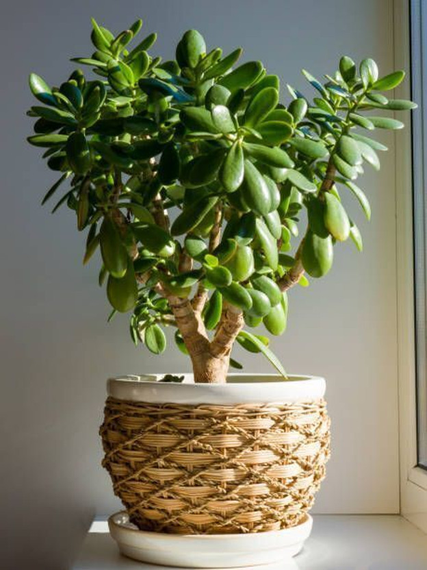 PLANTORIA Jade Plant(Hybrid, Pack of 1)