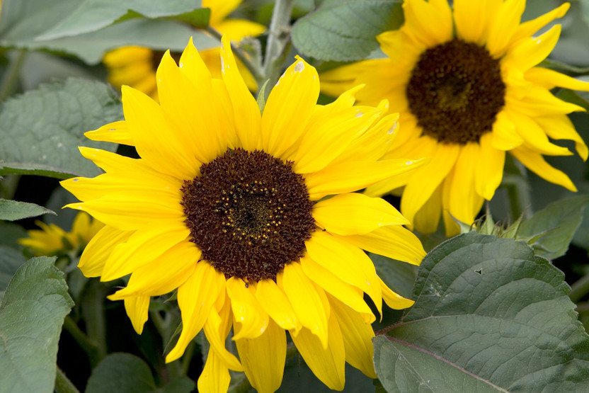 KPL KPL SUNFLOWER Sunflower Plant  sapling(Hybrid, Pack of 1) - Flipkart Deal