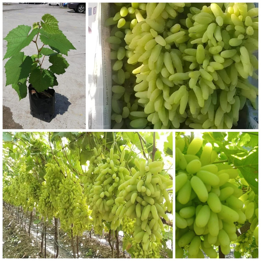 Cloud Farm Grapes Plant(Hybrid, Pack of 1)