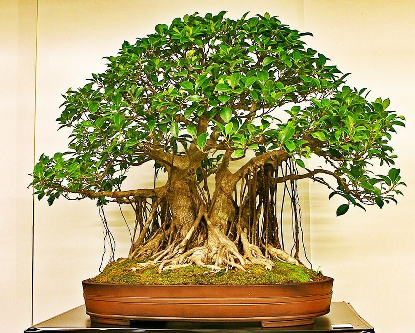 Risenshine Ficus Bonsai(Hybrid, Pack of 1)
