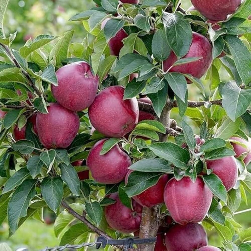 PetalPath Apple Plant(Hybrid, Pack of 1)