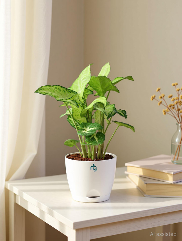 Nurturing Green Syngonium Plant(Hybrid, Pack of 1)