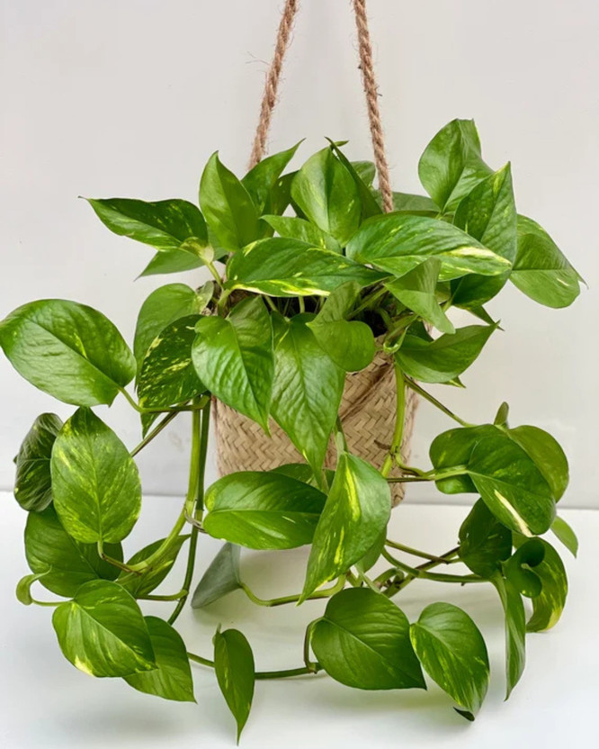 SUWAMABACHI Money Plant(Hybrid, Pack of 1)