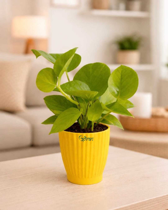 UPVAN Money Plant(Pack of 1)