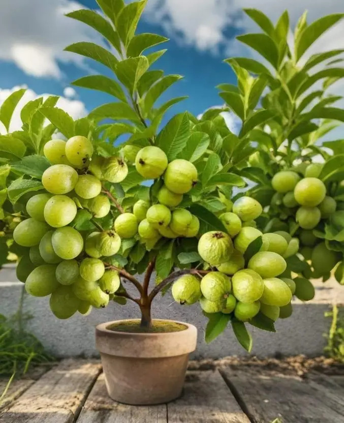 Cloud Farm Guava Plant(Hybrid, Pack of 1)