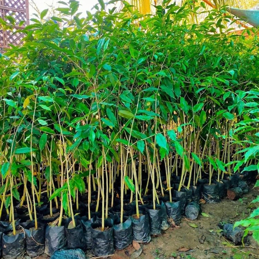sbains Agarwood Plant  sapling(Hybrid, Pack of 1)