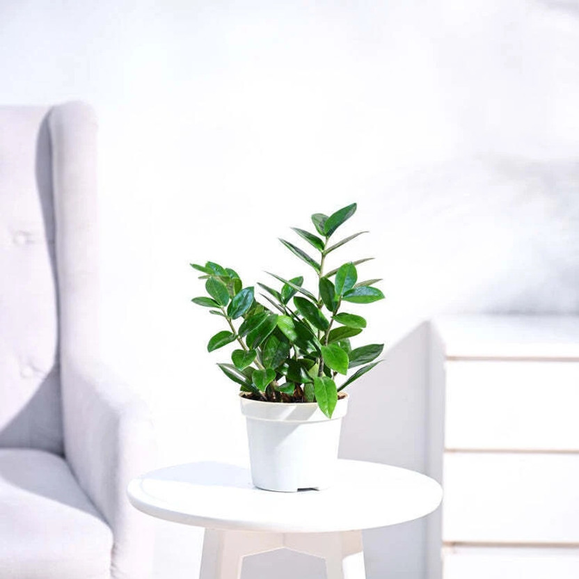 UGAOO ZZ Plant  sapling(Pack of 1)