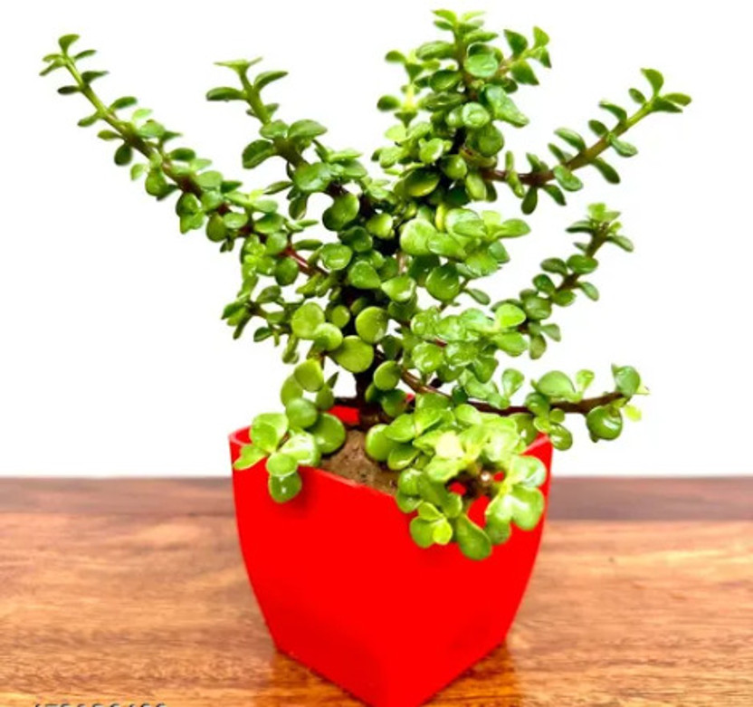 Gabbro Jade Plant(Pack of 1)