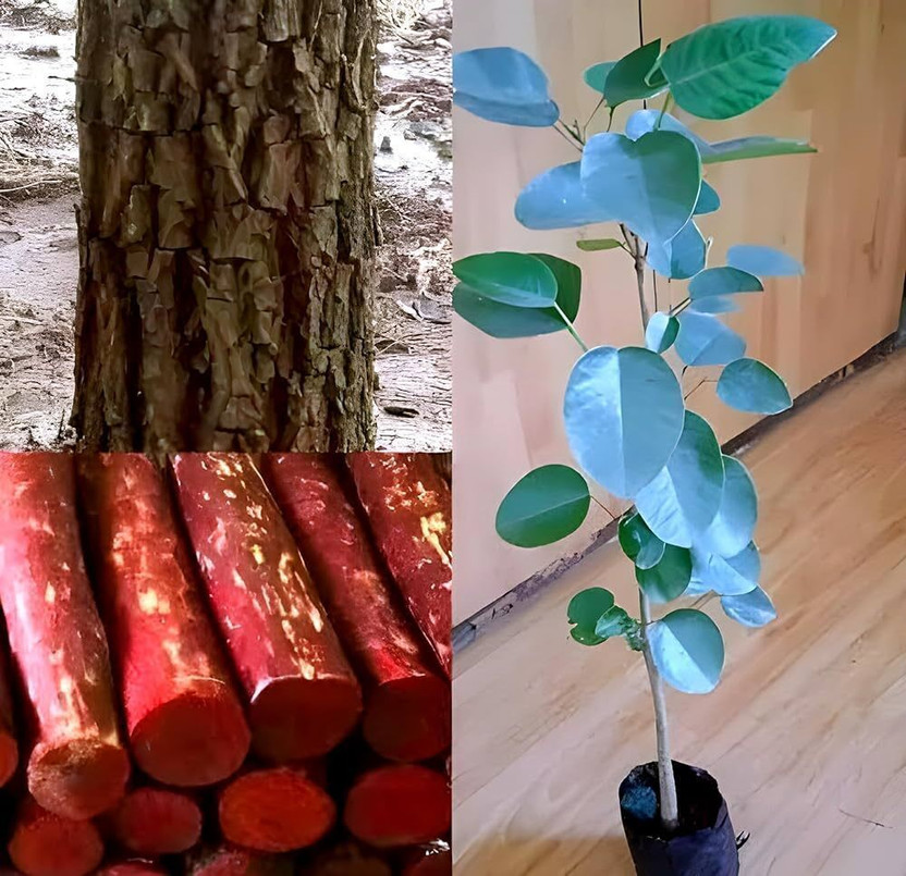 fuegoasiss Red Sandalwood Plant(Hybrid, Pack of 1)