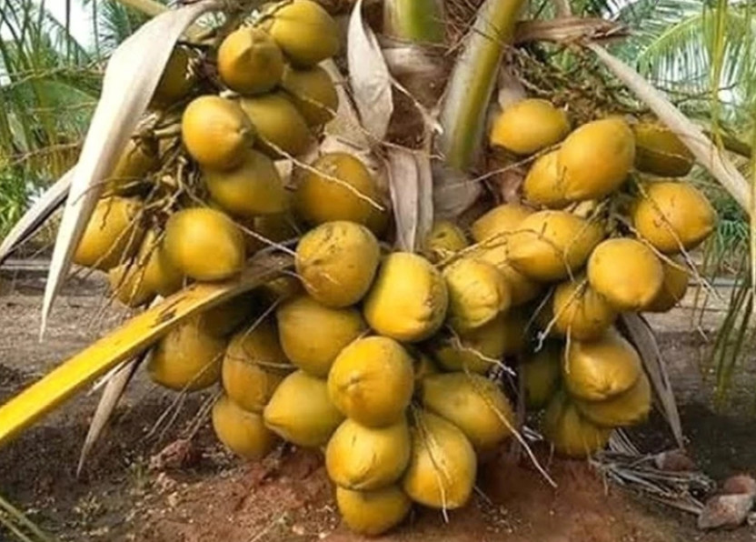 Vietnames Coconut Plant(Hybrid, Pack of 1)
