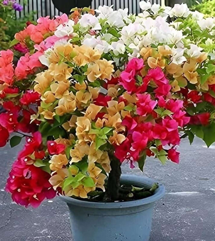 PetalPath Bougainvillea Plant(Hybrid, Pack of 1)