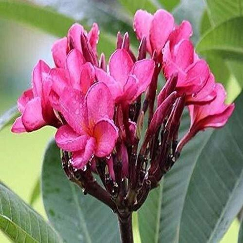 KUMUBON KUMUBON Sunflower Plant  sapling(Hybrid, Pack of 1) - Flipkart Deal
