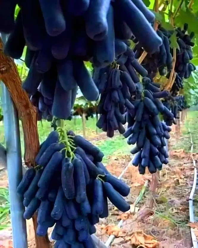 Aranya Grape Plant  sapling(Pack of 1)