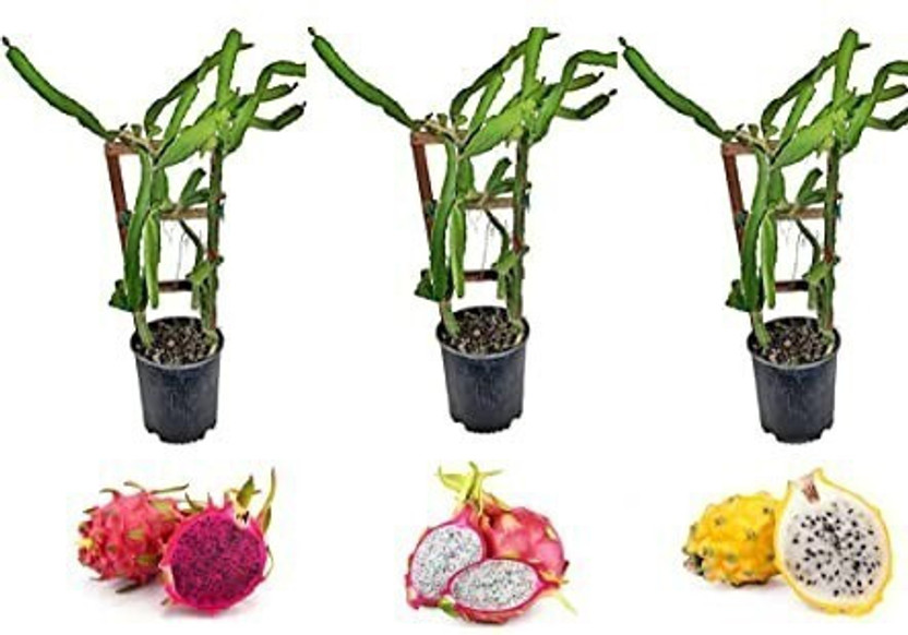 Cloud Farm Dragon Tree(Hybrid, Pack of 3)