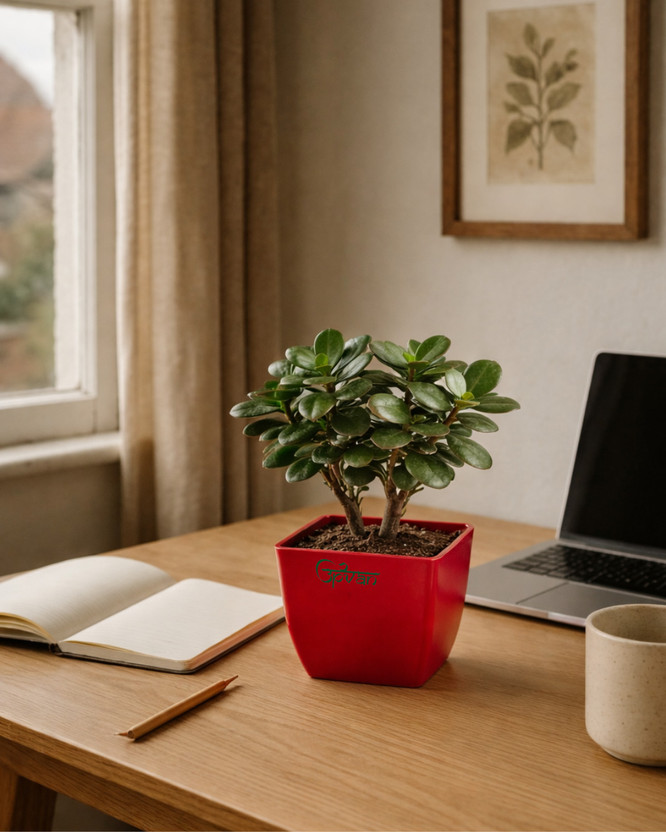 UPVAN Jade Plant(Pack of 1)