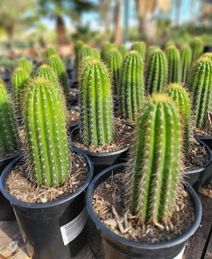 ARNurserry ARNurserry Moon Cactus Plant, Barrel Cactus Plant, Ball Cactus  sapling(Hybrid, Pack of 1) - Flipkart Deal