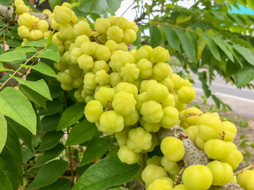 KPL GOOSEBERRY Star Gooseberry Plant(Hybrid, Pack of 1)