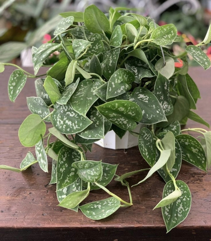 Silkpo Satin Silver Splash Plant(Pack of 1)
