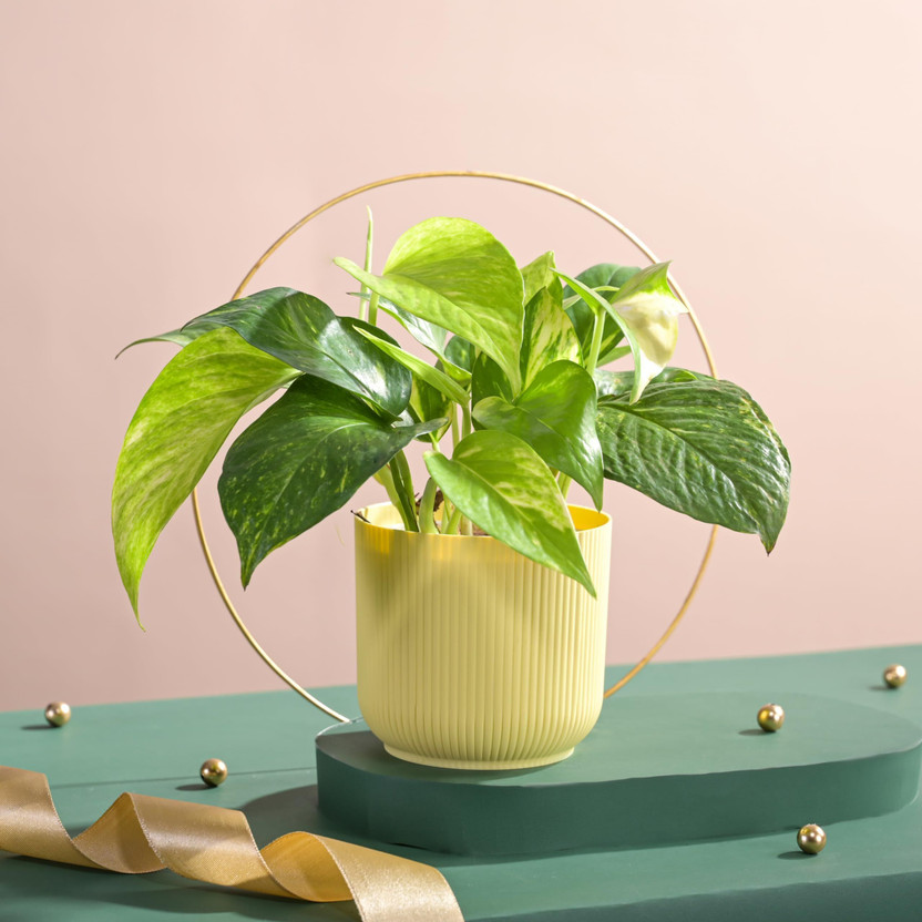 UGAOO Money Plant(Pack of 1)