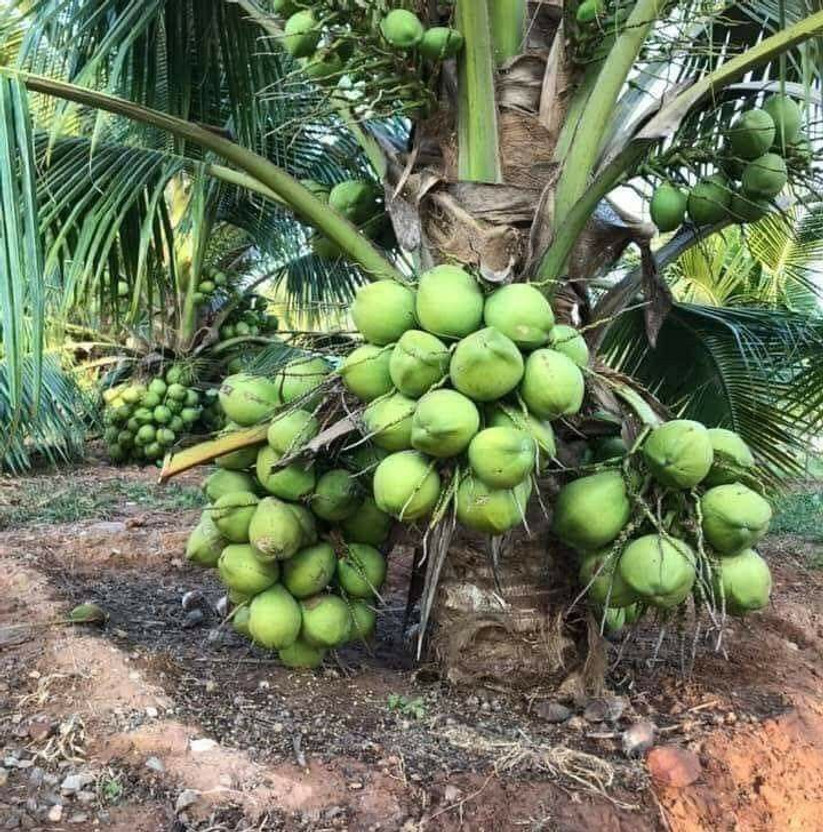 ZivoGreen Coconut Plant  sapling(Pack of 1)