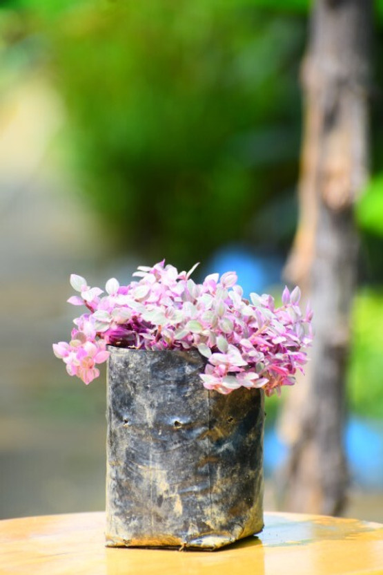 GGN Princess Vine Plant(Pack of 1)