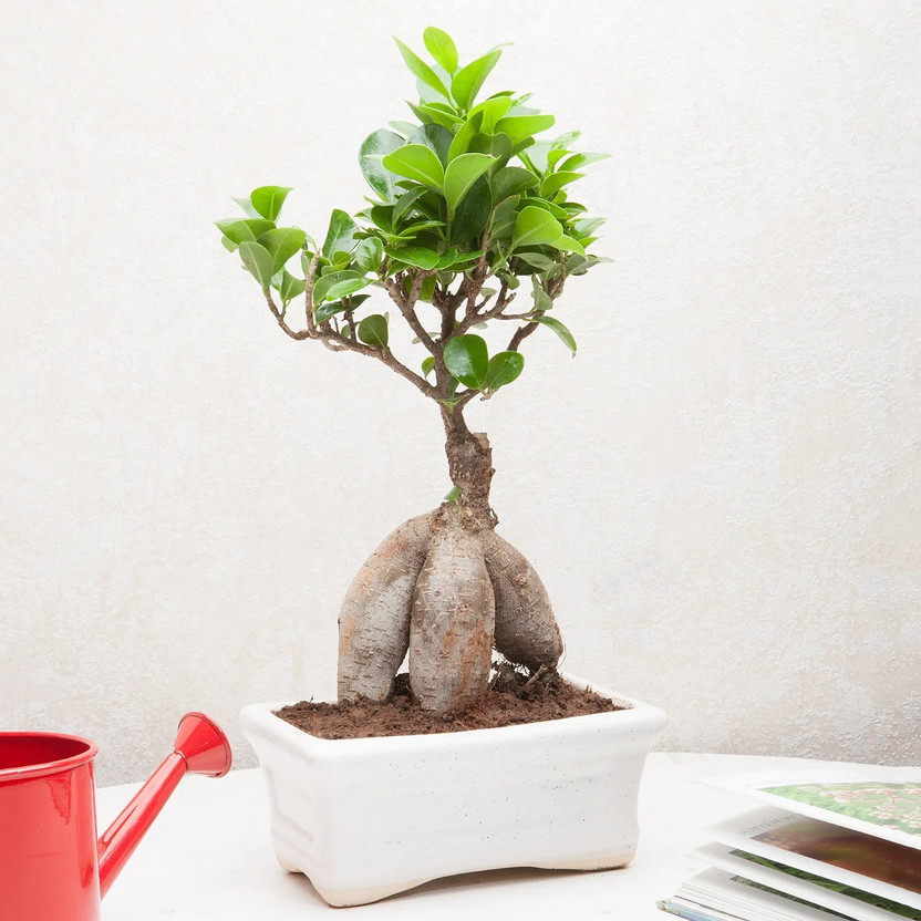 The Piante Ficus Bonsai Plant(Hybrid, Pack of 1)