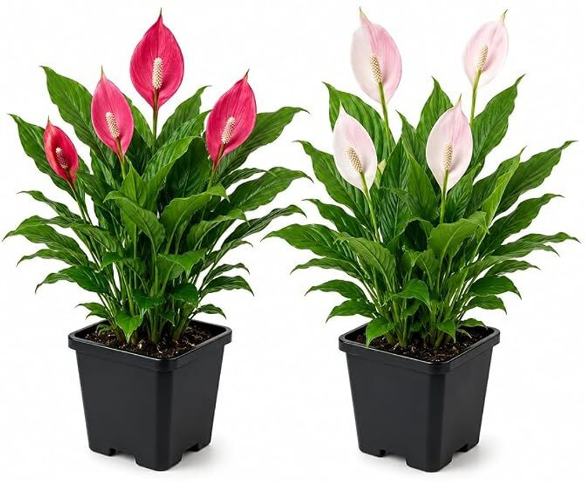 gsr traders Peace Lily Plant  sapling(Pack of 2)