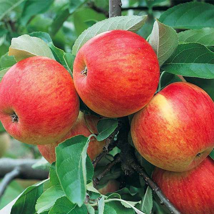 Axotic Hot Climate Apple Plant(Hybrid, Pack of 2)