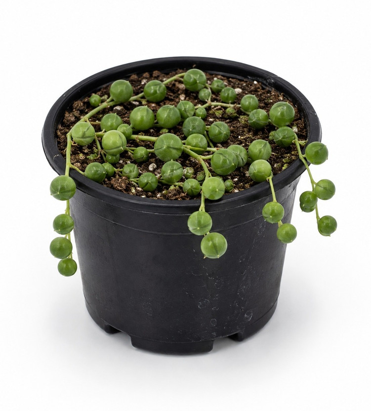 India India Gardening String of Pearls(Hybrid, Pack of 1) - Flipkart Deal