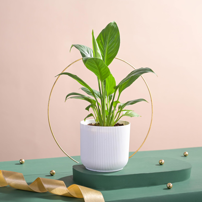 UGAOO Peace Lily Plant(Pack of 1)