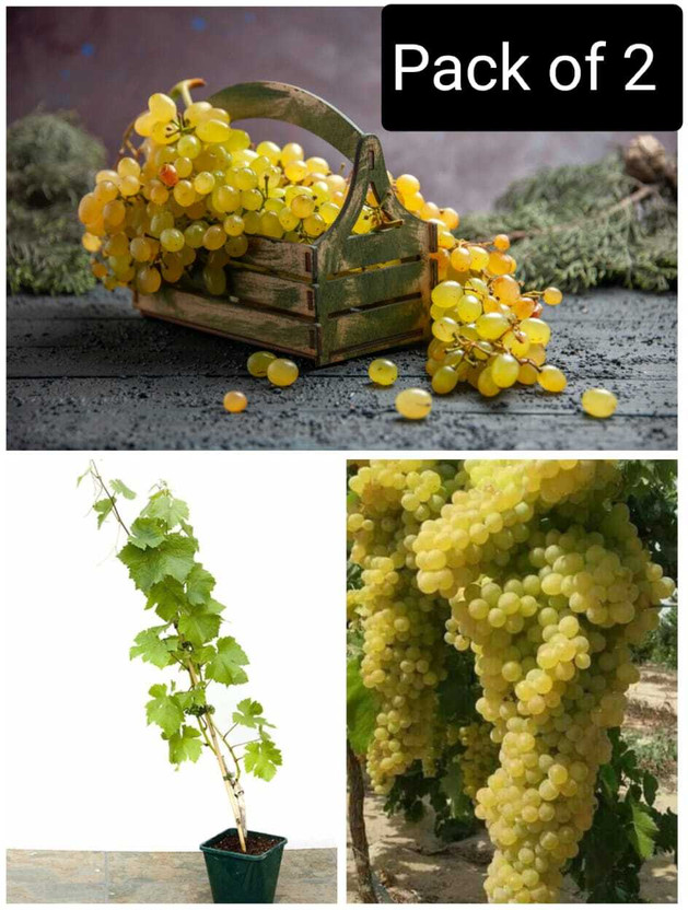 Cloud Cloud Farm Grapes Plant  sapling(Hybrid, Pack of 2) - Flipkart Deal