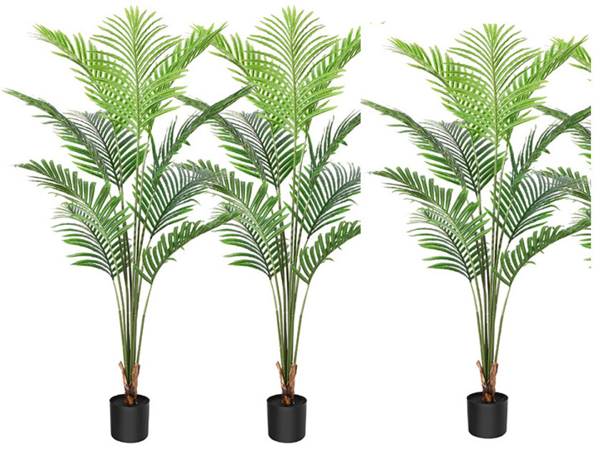 Bijaya Online Store Areca Palm(Hybrid, Pack of 3)