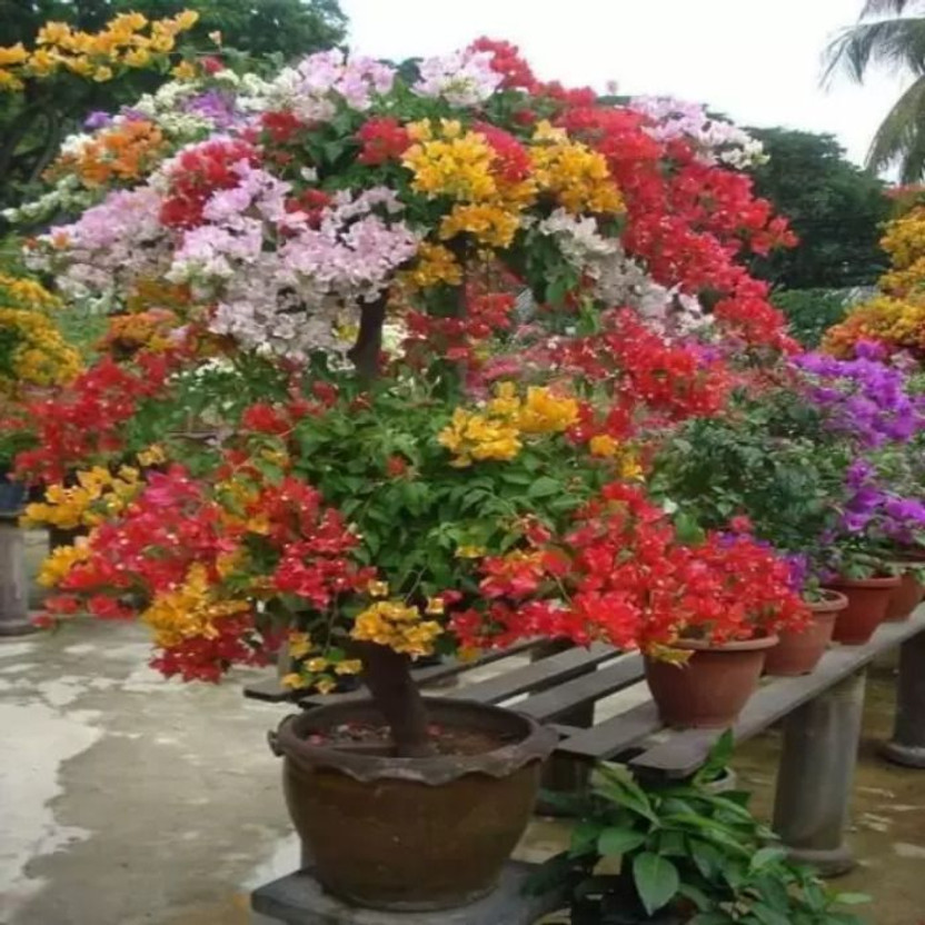 AGNES Bougainvillea Plant(Hybrid, Pack of 1)