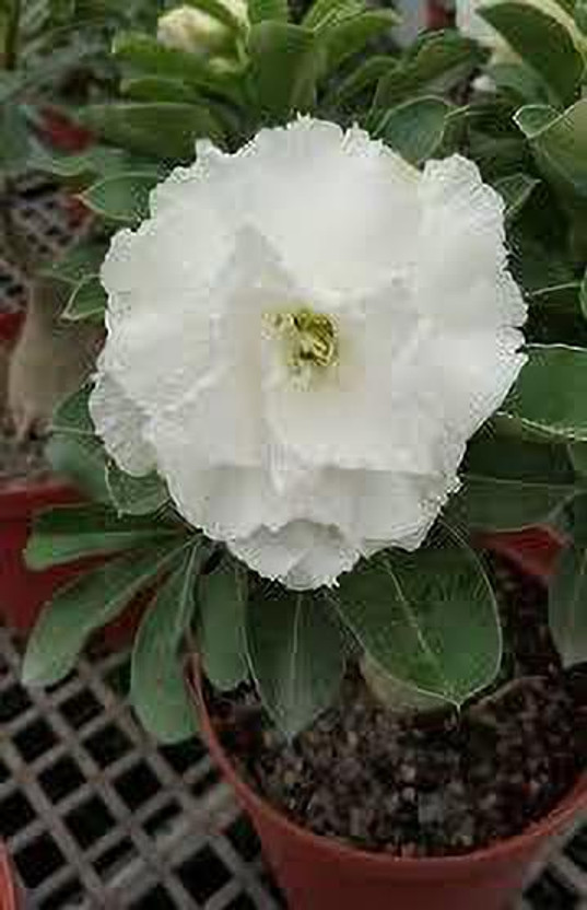 APOSOLUARD Adenium Plant(Hybrid, Pack of 1)