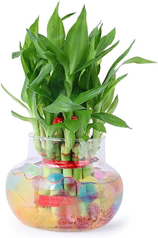 Flora Solutions Two Layer Bamboo Plant Price in India Buy Flora