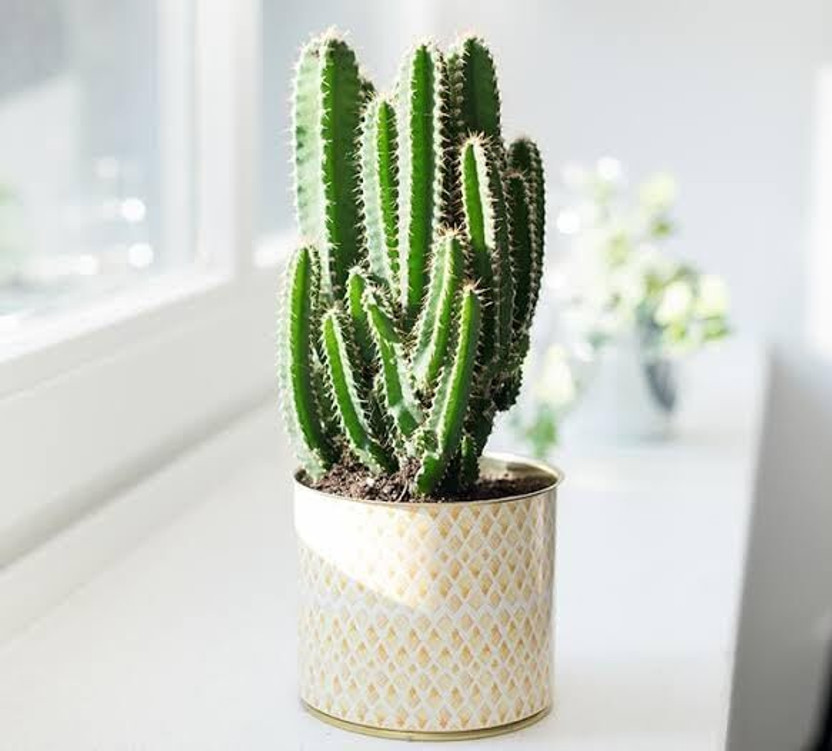 ToolQuit Elongated Cactus Plant(Hybrid, Pack of 1)