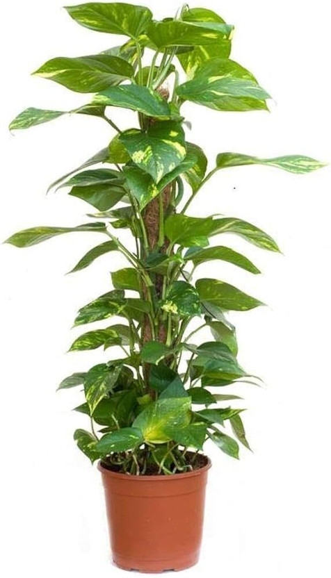 SUWAMABACHI Money Plant(Hybrid, Pack of 1)