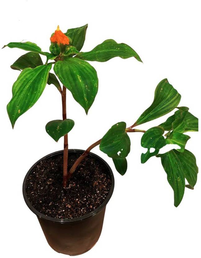 Cloud Farm Insulin Plant Price in India Buy Cloud Farm Insulin Plant